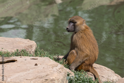 Baboon Sitting Near Water