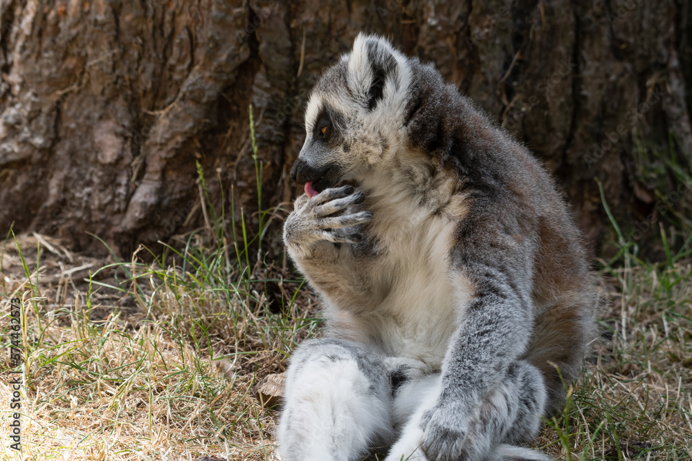Fototapeta premium Ring-tailed Lemur Sitting by a Tree