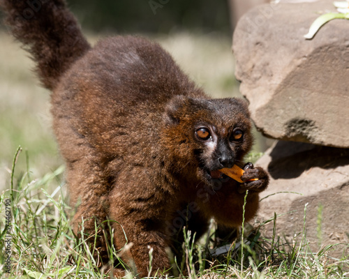 Red-bellied Lemur Holding food in its Mouth