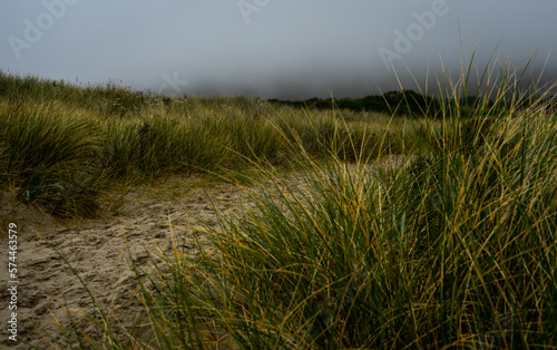 Sandy Pathway Through the Tall Grasses in Oregon Dunes