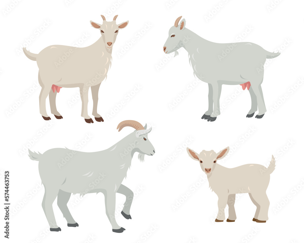Set of male and female Goats and goatling kid. Goat Farm animals in different poses isolated on white background. Vector flat or cartoon illustration.
