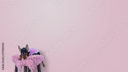 Pinscher breed dog wearing pink clothes, laying on a pink carpet on top of a stool with a pink background