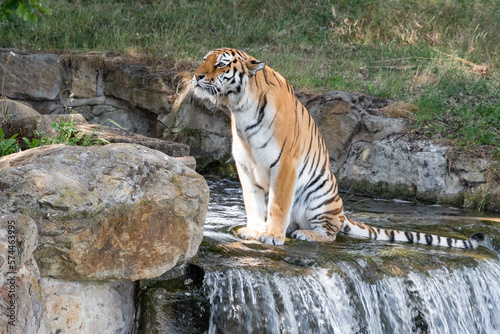Amur Sitting in Water