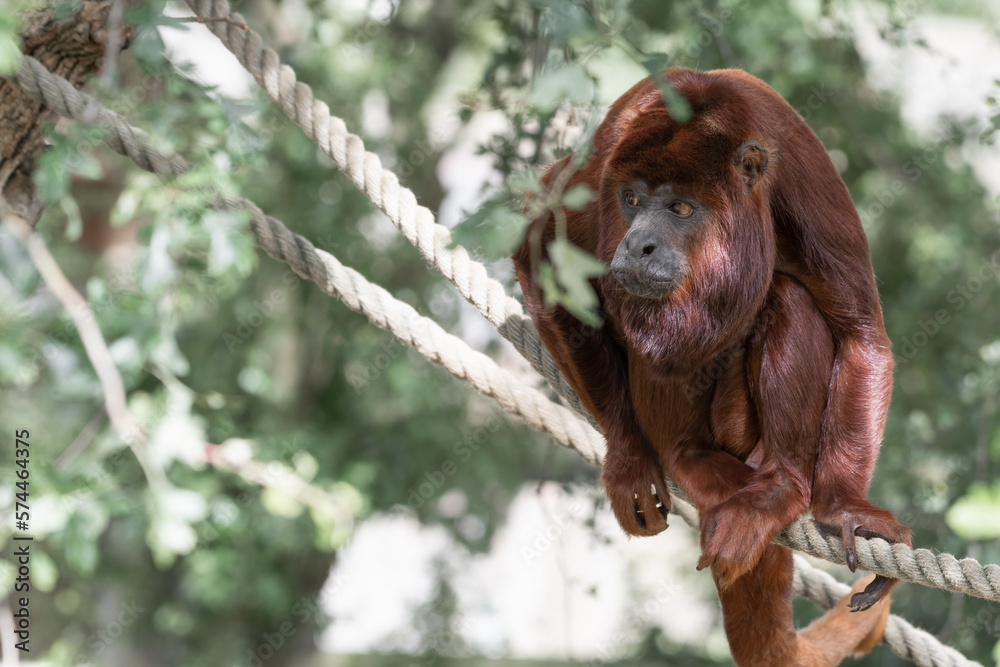 Obraz premium Red Howler Monkey resting on a Rope