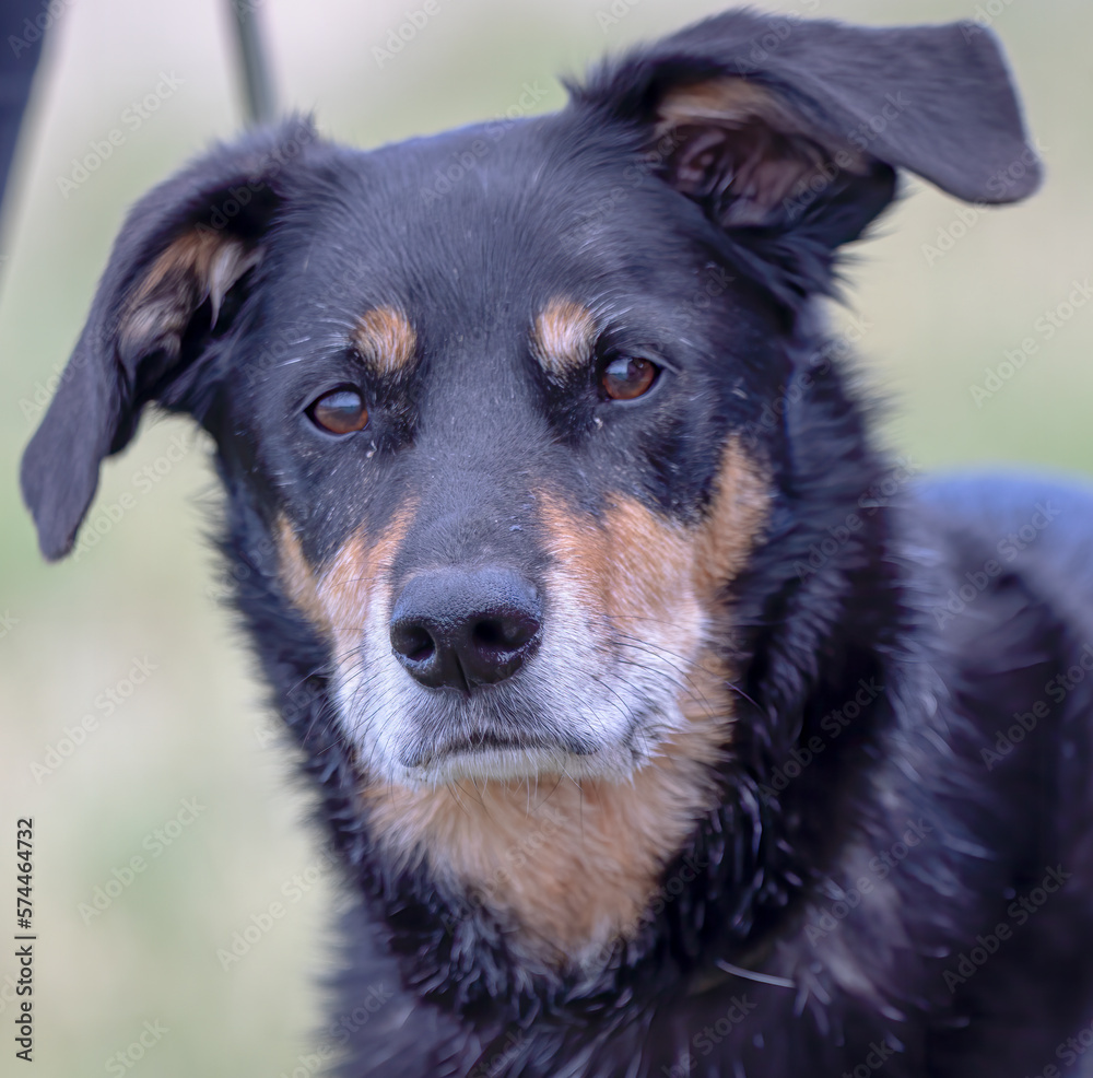 portrait of a sheep dog