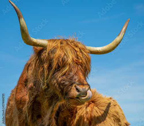 highland cow with horns with its tongue out in the sunshine photo