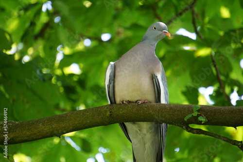 pigeon on a tree