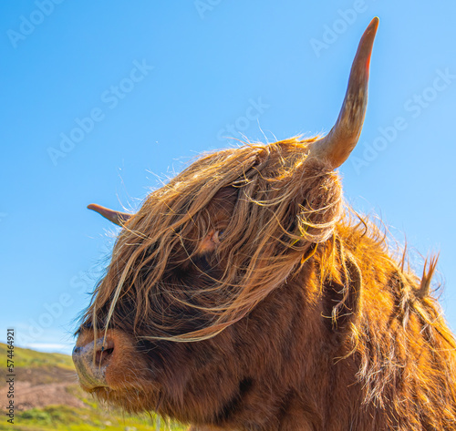 scottish highland cow in front of sky