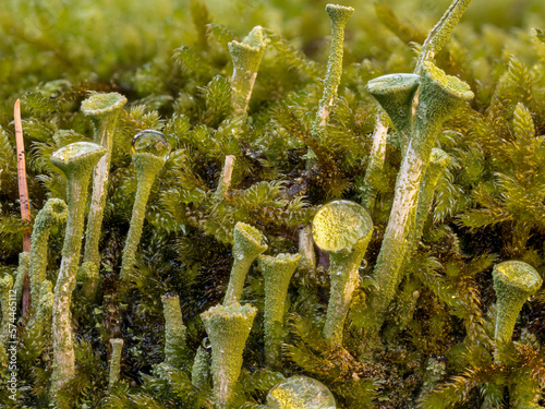 Pixie Cup Lichen