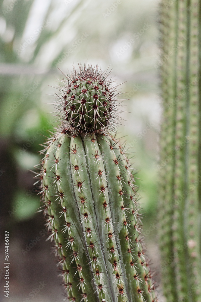 Cactus Cactus