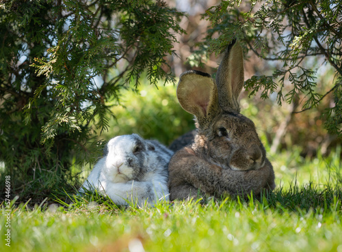 rabbits in the grass