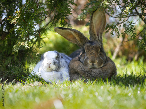 rabbits in the grass