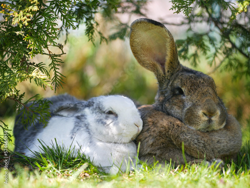 rabbits in the garden