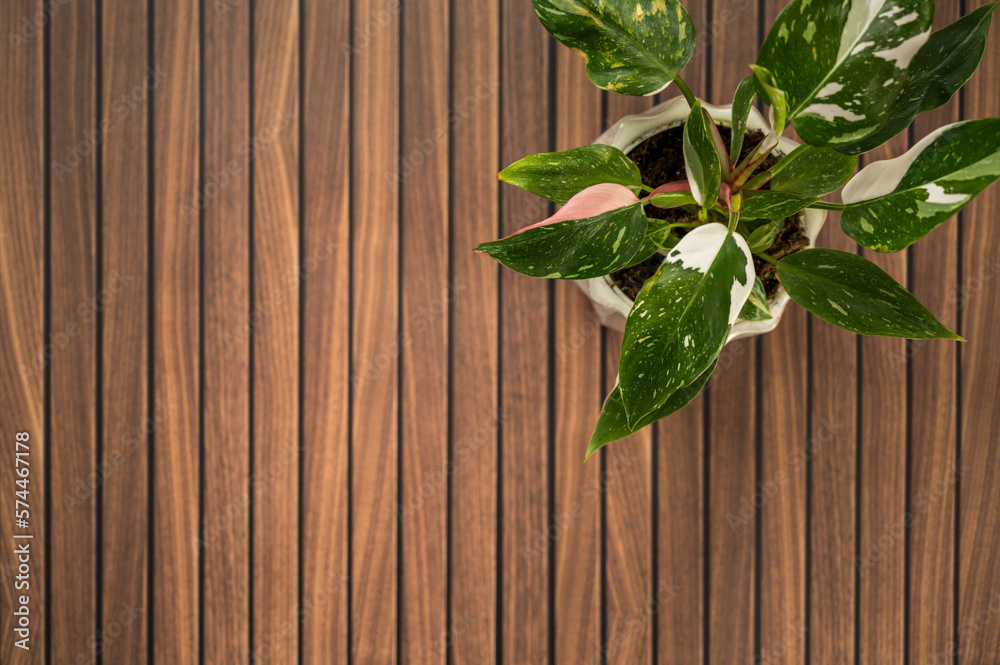 Variegated philodendron houseplant on wood table with copy space Variegated philodendron houseplant on wood table with copy space