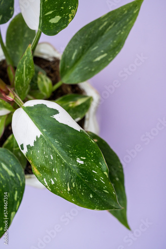 White wizard philodendron on purple background