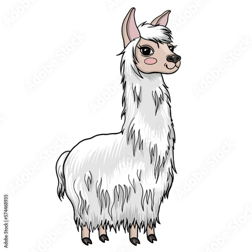 Llama vector cartoon drawing. White cute alpaca comic drawing. Isolated vector animal character.