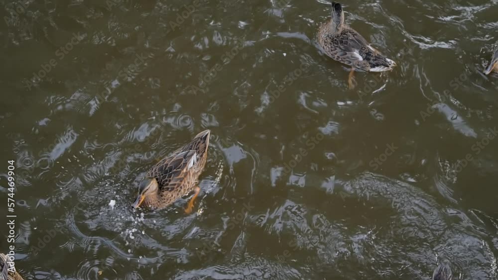 Slow motion: hungry mallard ducks swimming in the pond and eating pieces of bread - close up. Wildlife, nature and feeding concept Slow motion: hungry mallard ducks swimming in the pond and eating pieces of bread - close up. Wildlife, nature and feeding concept