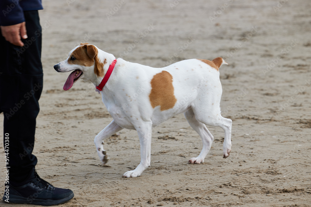 Danish-Swedish farm dog on the beach with a red collar