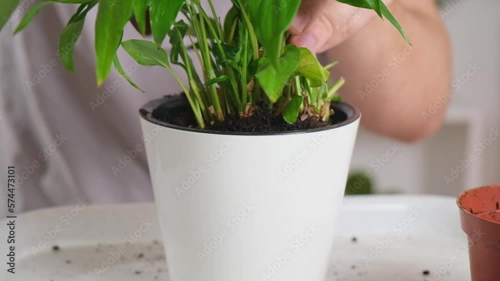 Transplanting spathiphyllum from a small pot to a large one. A man adds earth to a pot for a houseplant. Spring gardening. Transplanting spathiphyllum from a small pot to a large one. A man adds earth to a pot for a houseplant. Spring gardening.