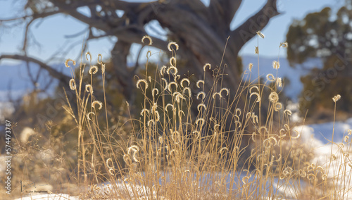 Blue Grama Grass #574473787