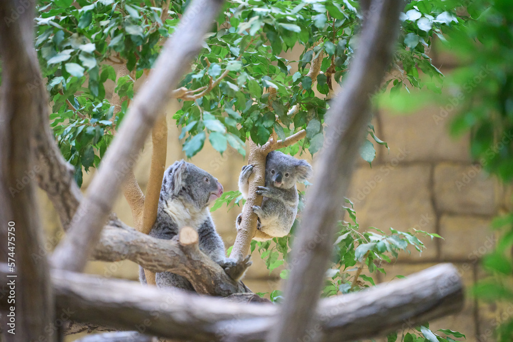 Fototapeta premium 赤ちゃんコアラとママコアラ