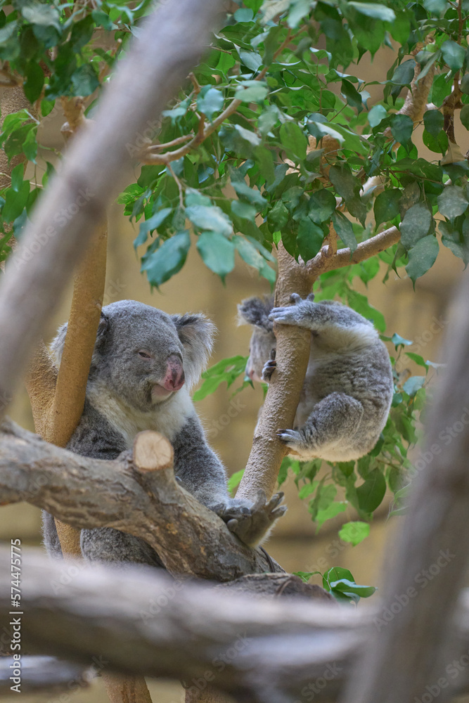Obraz premium 赤ちゃんコアラとママコアラ