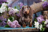 Dog dachshund puppy merle colors and spring lilac flowers