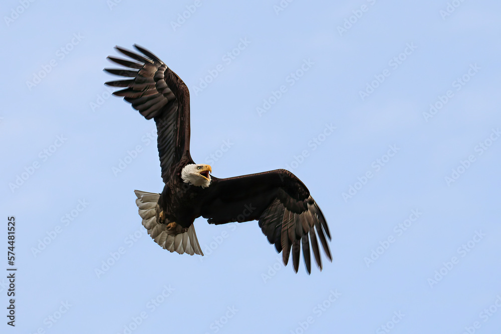Screaming, soaring Bald Eagle (Haliaeetus leucocephalus). Wing outstretched and vocal to a point, a large raptor bird of prey in flight. Screaming, soaring Bald Eagle (Haliaeetus leucocephalus). Wing outstretched and vocal to a point, a large raptor bird of prey in flight.