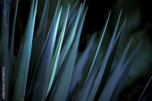 Striking yucca spikes in dramatic blue light