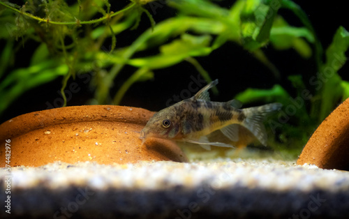  Blue leopard corydoras fish - Corydoras paleatus photo