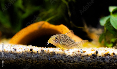 Corydoras sterbai - Sterba's Cory fish photo