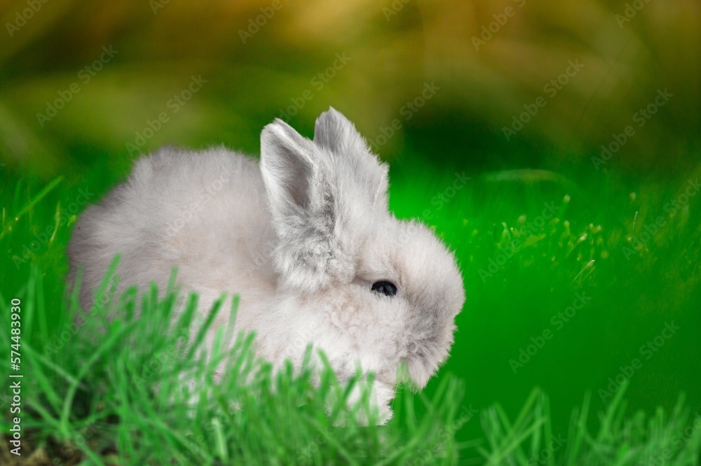 Cute small bunny on green meadow
