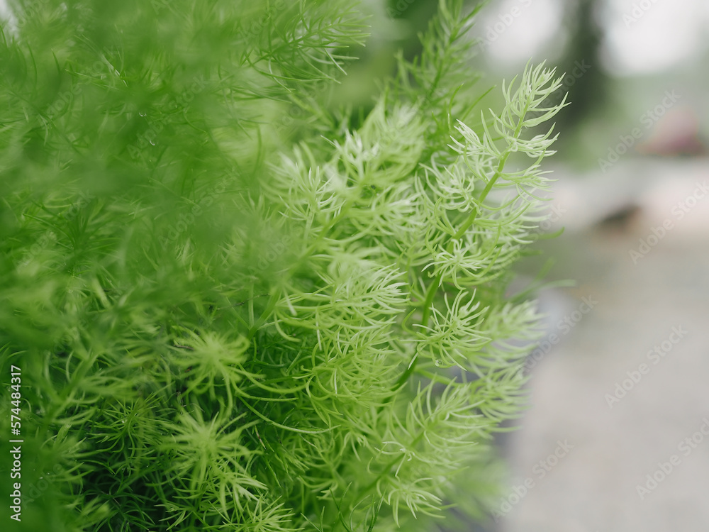 Close up green leaf with sunlight