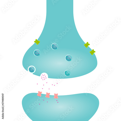 Synaptic Cleft Axon Terminal science vector illustration graphic template