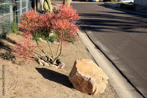 Xeriscaped residential road shoulder with drought tolerant desert native succulent Euphorbia Tirucalli also known as Sticks on Fire or Pencil Tree photo