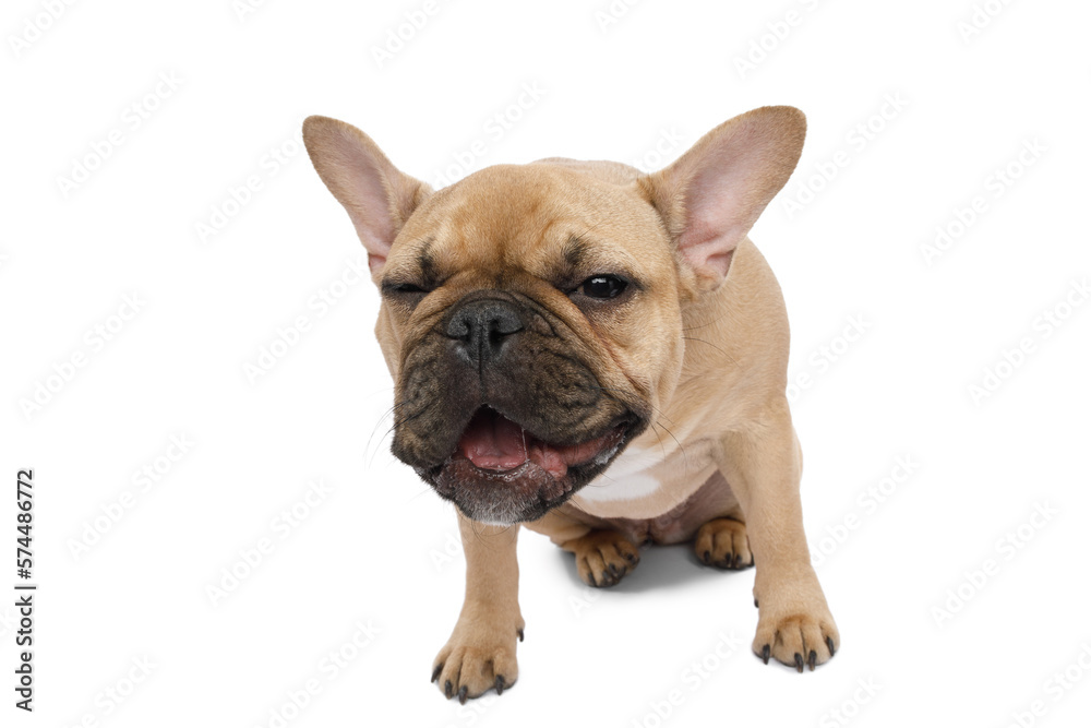 Funny French bulldog, laughing on an isolated white background