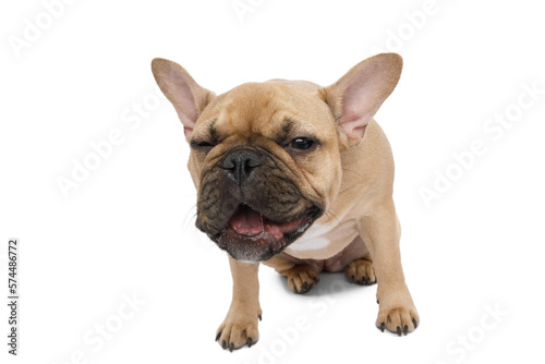Funny French bulldog, laughing on an isolated white background