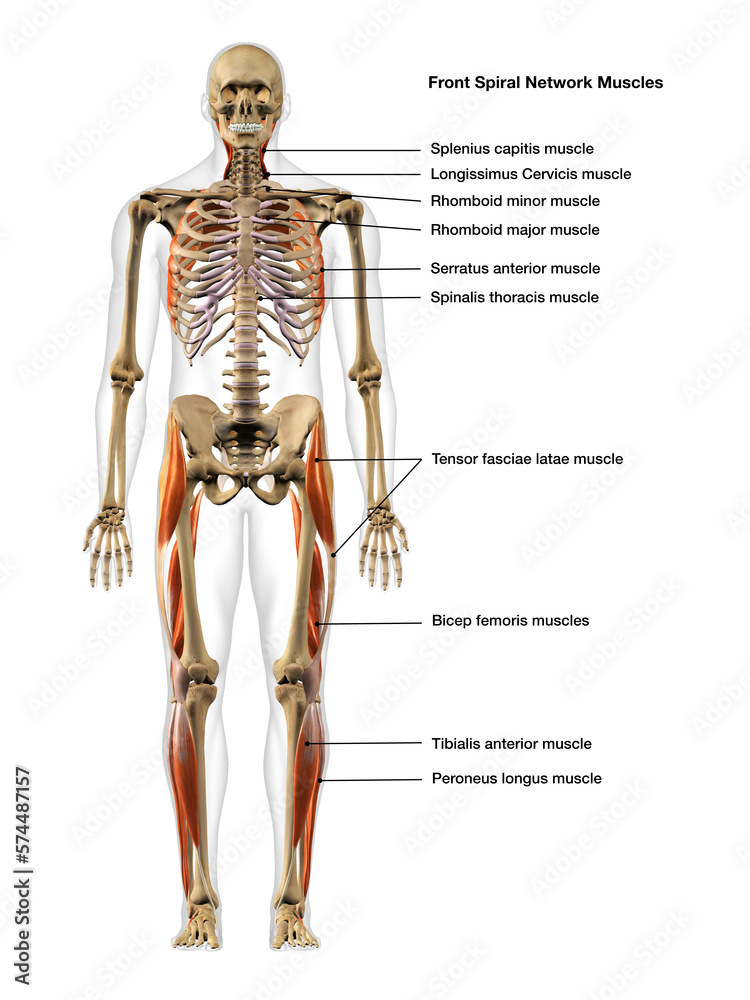 Full Body Diagram of Male Spiral Network of Muscles Frontal View on