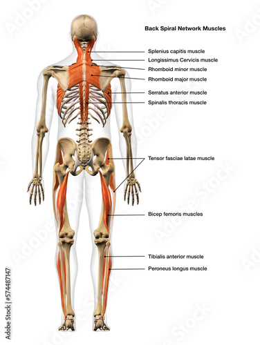 Full Body Diagram of Male Spiral Network of Muscles Posterior View on White Background with Text Labeling