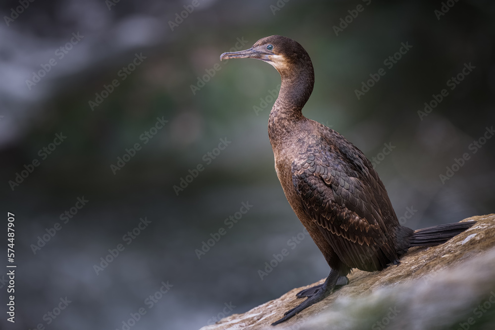 Fototapeta premium 2023-02-21 A LONE CORMORANT RESTING ON THE CLIFFS AT THE LA JOLLA COVE NEAR SAN DIEGO