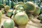 Huge round cacti grow in sand in the botanical garden.
