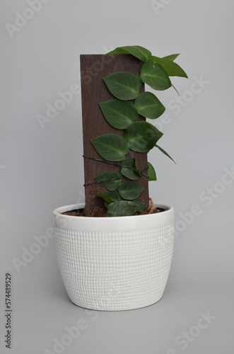 Wallpaper Mural shingle vine houseplant in white ceramic pot Torontodigital.ca