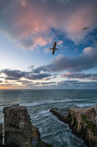 Gannet colony and Muriwai Beach at sunset  near Auckland  New Zealand