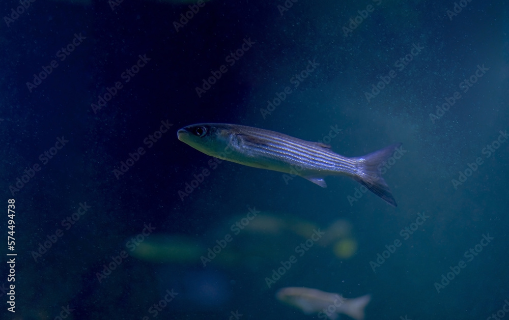 Naklejka premium The golden grey mullet (Chelon aurata) is a fish in the family Mugilidae.
