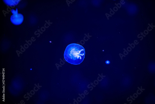 Jellyfish in a beautiful blue environment