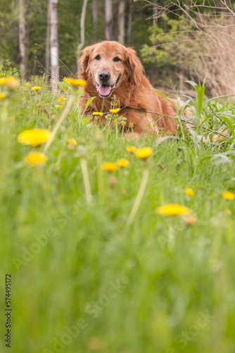 golden retriever in the grass