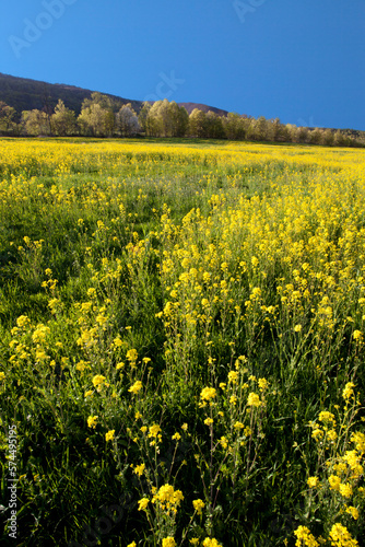 Field of Rapeseed, or Canola growing in Vermont, USA