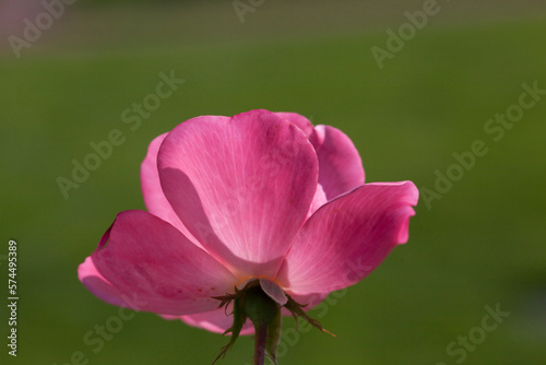 China Rose flower close-up