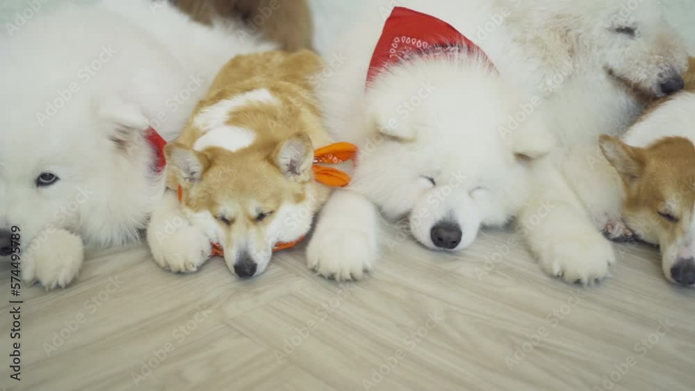 Happy dogs or puppy smiling in cafe restaurant. Pet animal. Happy dogs or puppy smiling in cafe restaurant. Pet animal.