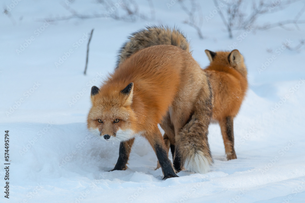 Obraz premium Two (male female Vulpes) Red Foxes seen in mating position stance during winter season with snow, white background in natural, wild environment. 
